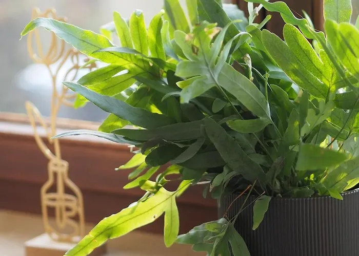 Xantener Suedsee 4you *